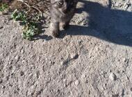 Grajewo ogłoszenia: Witam mam do oddania 4 małe kotki. Kociaki są z końca sierpnia i... - zdjęcie