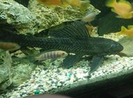 Grajewo ogłoszenia: Sprzedam rybi akwariowe pyszczaki około 30sztuk oraz duże... - zdjęcie