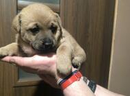 Grajewo ogłoszenia: Oddam pieski w dobre ręce suczki będą do kolanek - zdjęcie