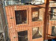 Grajewo ogłoszenia: Sprzedam klatki dla królików . - zdjęcie