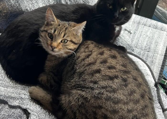 Grajewo ogłoszenia: Szukamy odpowiedzialnych osób chętnych do adopcji dwóch kotek....