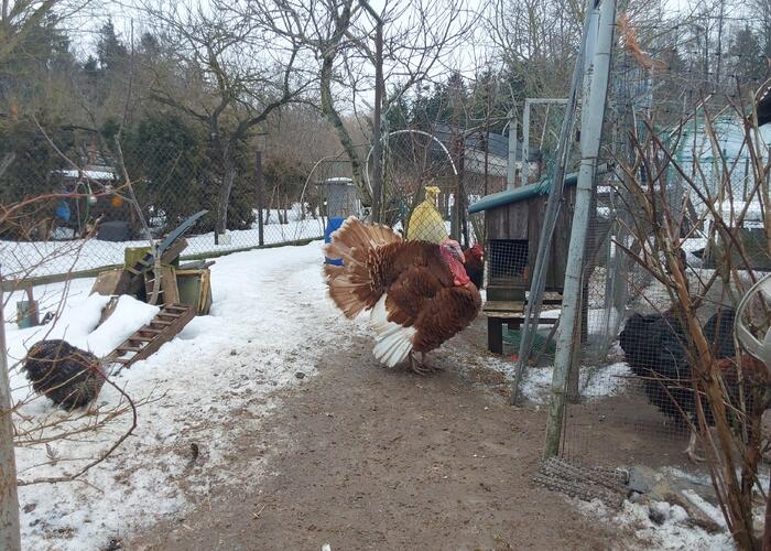 Grajewo ogłoszenia: Kupię koguta Brahma (czarny lub columbia) do 100 złotych