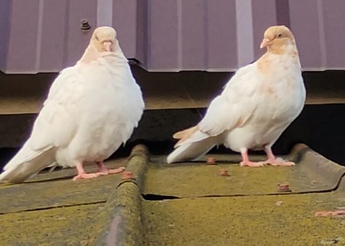 Grajewo ogłoszenia: Witam sprzedam parę budapesztów żółtych młodych parę cepli...