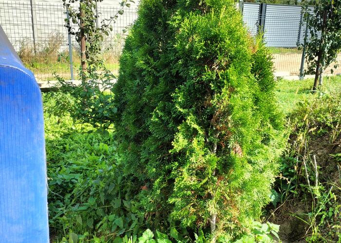 Grajewo ogłoszenia: Sprzedam tuje wysokość około 150 cm sztuk 30